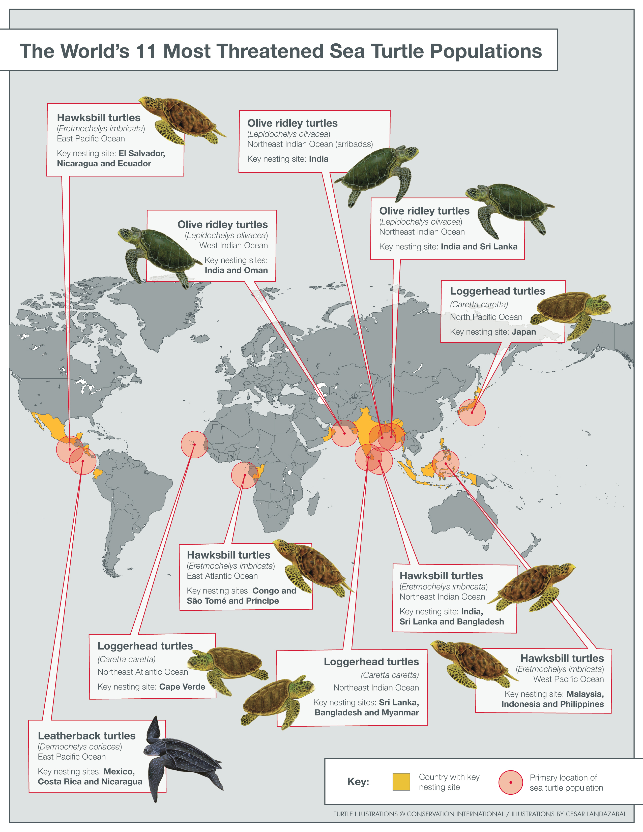 Targeting Turtle Trouble Spots Sea Turtle Camp