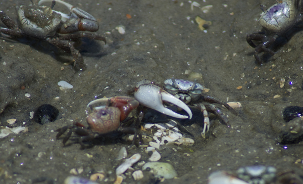 Where have all the salt marshes gone? - Sea Turtle Camp