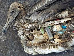 ALbatross