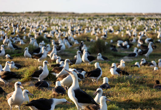 MidwayAlbatross