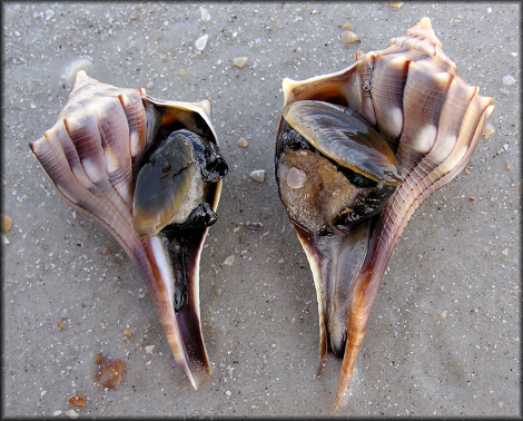 lightningwhelk