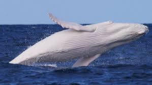 albino whale