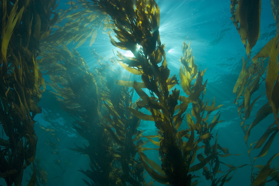 kelp