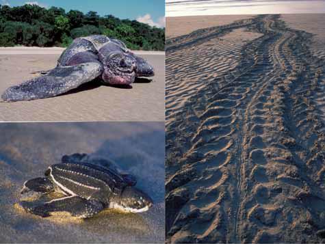 leatherbacktrack