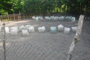 sea-turtle-hatchery