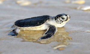 green-sea-turtle-hatchling