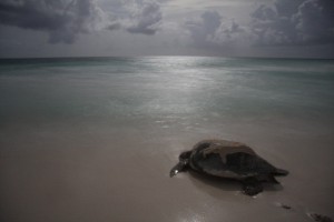 sea-turtle-returns-to-sea