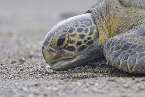 sea turtle digging nest