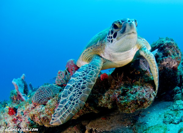 green-turtle-on-reef