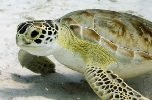 juvenile-green-sea-turtles-journey-in-the-sea