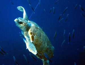 Turtle Caught in Longline