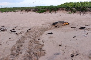 tracks to nest