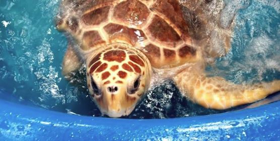 Simple Things You Can Do to Help Sea Turtles - Part 2 - Sea Turtle Camp