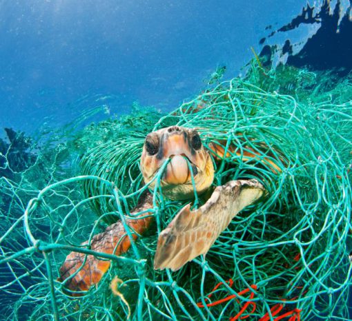 The Pollution Problem - Sea Turtle Camp