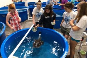 Marine Biology Summer Camp Programs in NC - Sea Turtle Camp