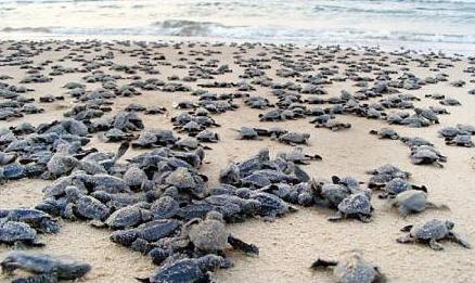 Arribada - What A Sight! - Sea Turtle Camp