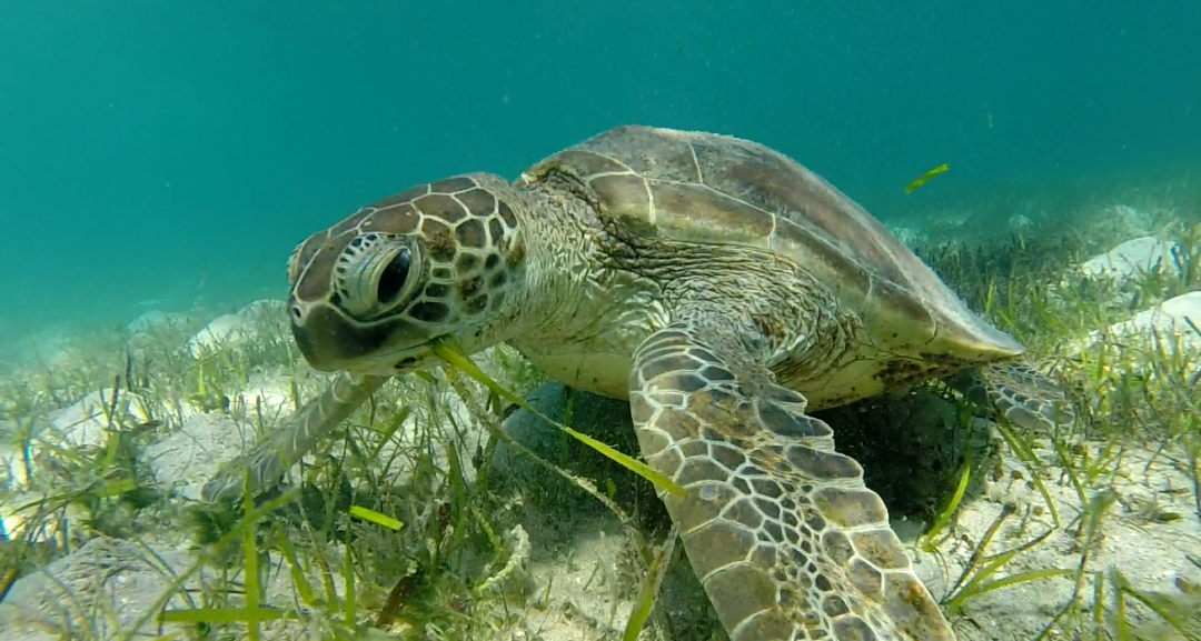 Why Sea Turtles are Important - Sea Turtle Camp