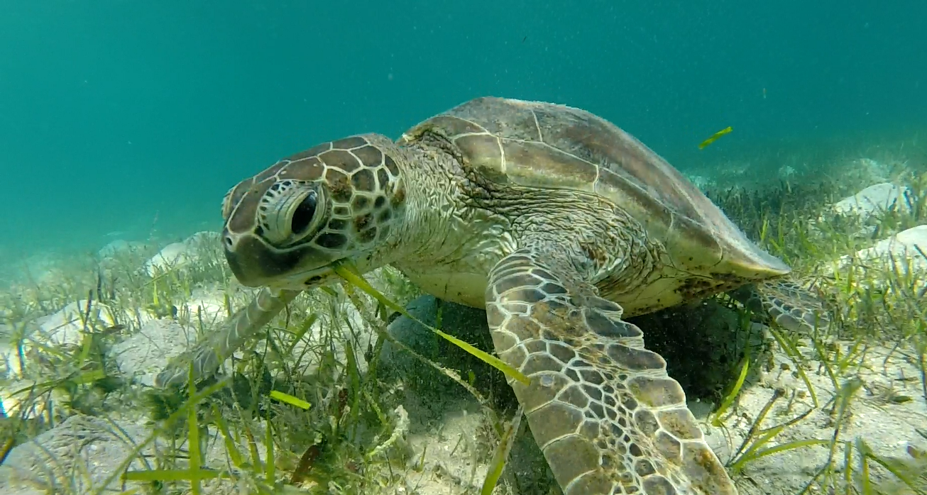 Turtle eating Sea Turtle Camp