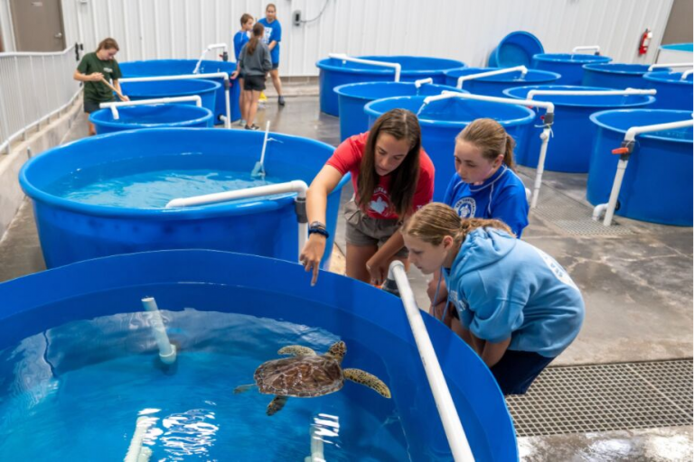 Marine Biology Summer Camp Programs in NC Sea Turtle Camp