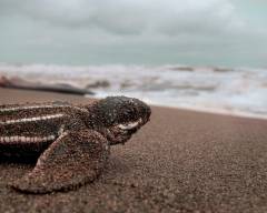 leatherback-sea-turtle-hatchling-gandoca-beach-costa-rica-volunteering-in-costa-rica-frayed-passport