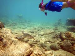 Sea Turtle Camp Hawaii