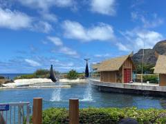 Sea Turtle Camp Hawaii