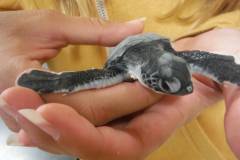 hawaii-camper-hatchling