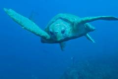 green-turtle-underwater