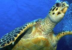 Hawksbill-Sea-Turtle-2